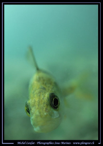 A Curious Perch looking into my Dom - probably at her ref... by Michel Lonfat 